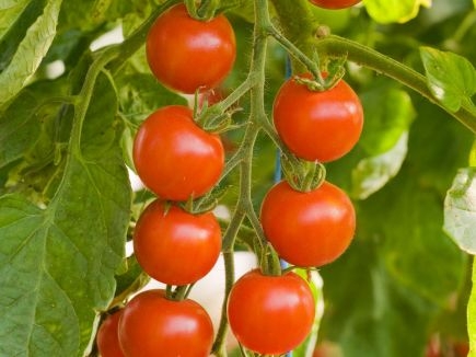 Tomate Zuckertraube (DE-ÖKÖ-007)