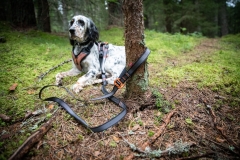 Touring bungee leash adjustable
