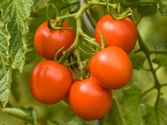 Tomate Dorenia (DE-ÖKÖ-007)